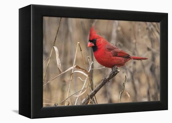 Male northern cardinal in winter, Cardinals cardinals, Kentucky-Adam Jones-Framed Premier Image Canvas