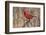 Male northern cardinal in winter, Cardinals cardinals, Kentucky-Adam Jones-Framed Photographic Print