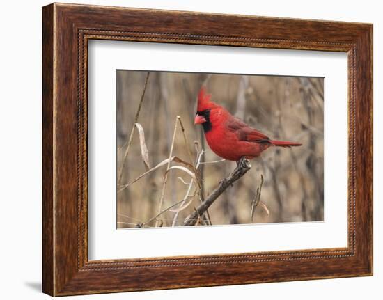 Male northern cardinal in winter, Cardinals cardinals, Kentucky-Adam Jones-Framed Photographic Print