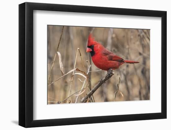 Male northern cardinal in winter, Cardinals cardinals, Kentucky-Adam Jones-Framed Photographic Print