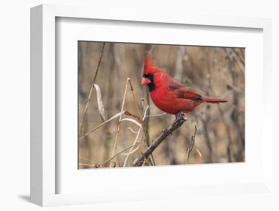 Male northern cardinal in winter, Cardinals cardinals, Kentucky-Adam Jones-Framed Photographic Print