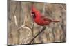 Male northern cardinal in winter, Cardinals cardinals, Kentucky-Adam Jones-Mounted Photographic Print