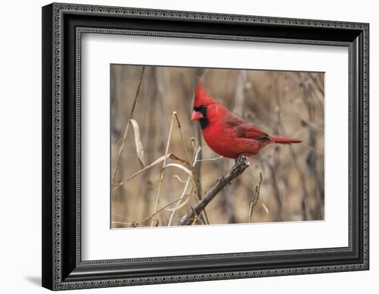 Male northern cardinal in winter, Cardinals cardinals, Kentucky-Adam Jones-Framed Photographic Print