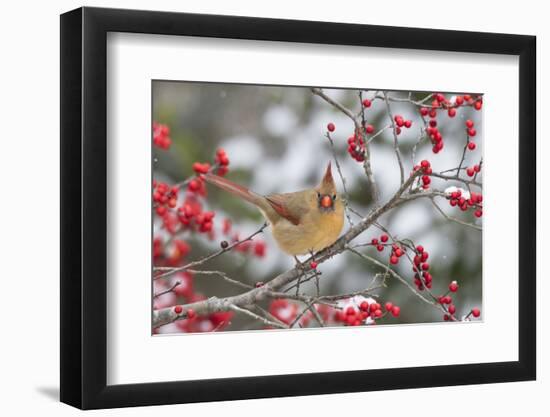 Male northern cardinal in winterberry bush. Marion County, Illinois.-Richard & Susan Day-Framed Photographic Print