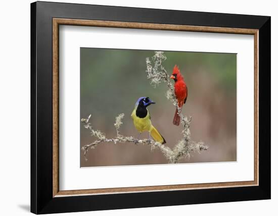 Male Northern Cardinal. Rio Grande Valley, Texas-Adam Jones-Framed Photographic Print