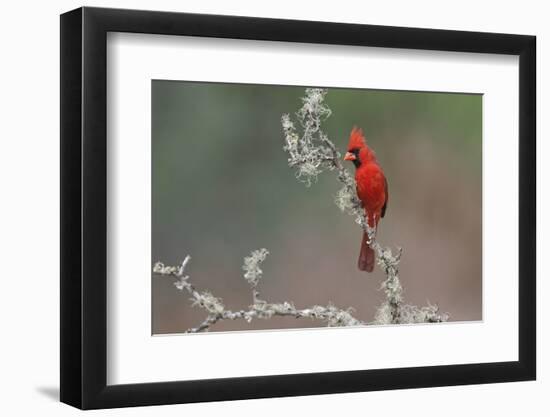 Male Northern Cardinal. Rio Grande Valley, Texas-Adam Jones-Framed Photographic Print