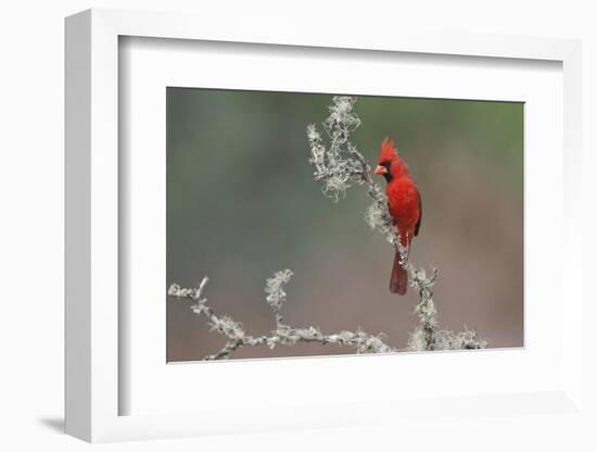 Male Northern Cardinal. Rio Grande Valley, Texas-Adam Jones-Framed Photographic Print