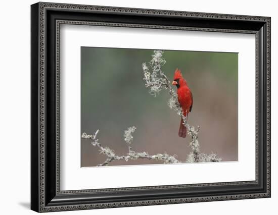 Male Northern Cardinal. Rio Grande Valley, Texas-Adam Jones-Framed Photographic Print