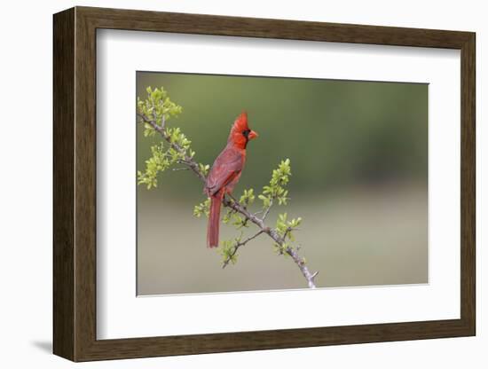 Male Northern Cardinal. Rio Grande Valley, Texas-Adam Jones-Framed Photographic Print