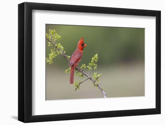 Male Northern Cardinal. Rio Grande Valley, Texas-Adam Jones-Framed Photographic Print