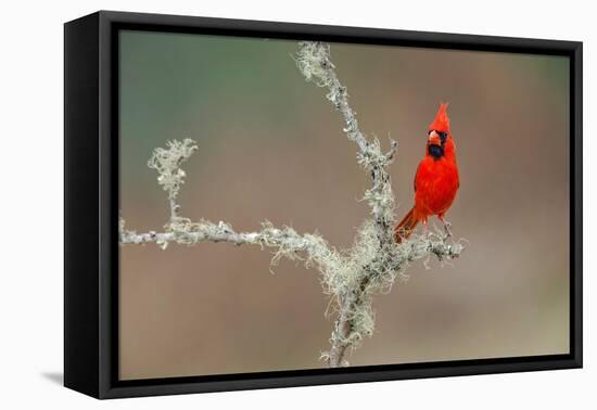 Male Northern Cardinal. Rio Grande Valley, Texas-Adam Jones-Framed Premier Image Canvas