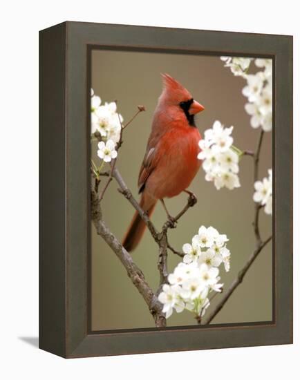 Male Northern Cardinal-Adam Jones-Framed Premier Image Canvas