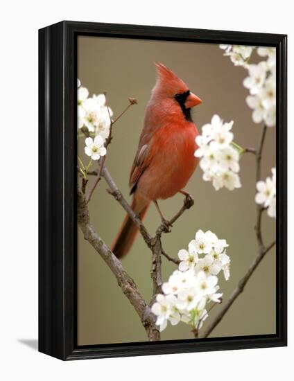 Male Northern Cardinal-Adam Jones-Framed Premier Image Canvas