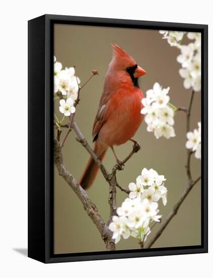 Male Northern Cardinal-Adam Jones-Framed Premier Image Canvas