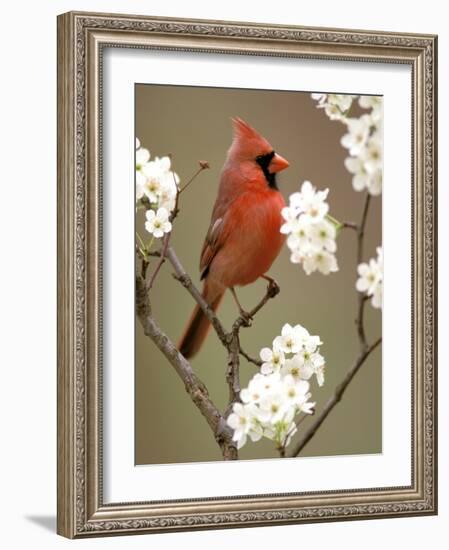 Male Northern Cardinal-Adam Jones-Framed Photographic Print