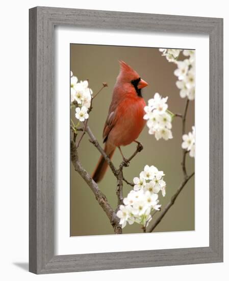 Male Northern Cardinal-Adam Jones-Framed Photographic Print