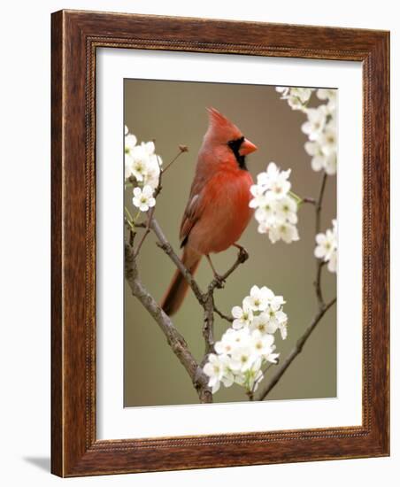 Male Northern Cardinal-Adam Jones-Framed Photographic Print