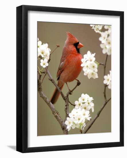 Male Northern Cardinal-Adam Jones-Framed Photographic Print