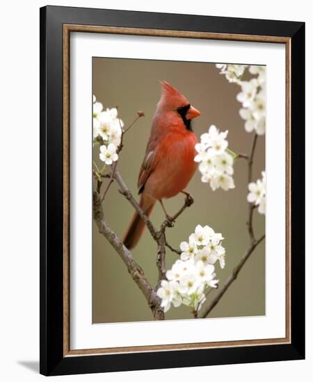 Male Northern Cardinal-Adam Jones-Framed Photographic Print