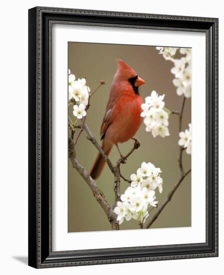 Male Northern Cardinal-Adam Jones-Framed Photographic Print