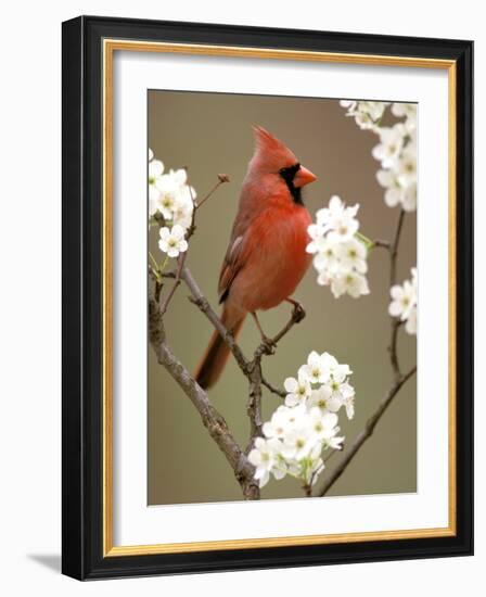 Male Northern Cardinal-Adam Jones-Framed Photographic Print