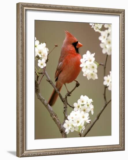 Male Northern Cardinal-Adam Jones-Framed Photographic Print