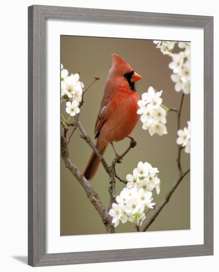 Male Northern Cardinal-Adam Jones-Framed Photographic Print