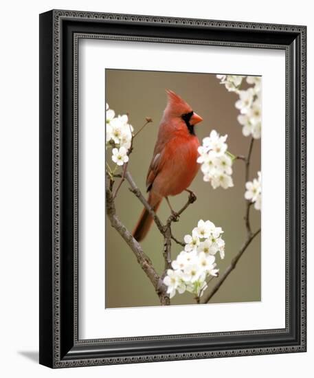 Male Northern Cardinal-Adam Jones-Framed Photographic Print