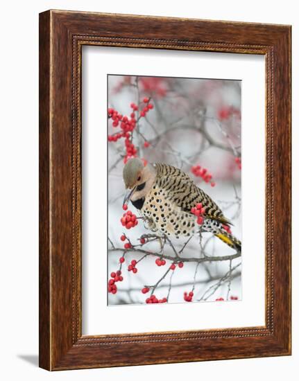 Male northern flicker (Colaptes auratus) eating winterberry in winter. Marion County, Illinois.-Richard & Susan Day-Framed Photographic Print