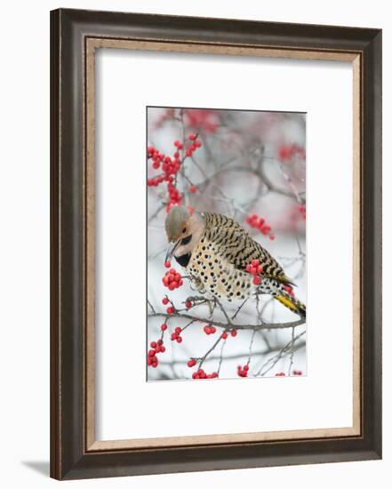 Male northern flicker (Colaptes auratus) eating winterberry in winter. Marion County, Illinois.-Richard & Susan Day-Framed Photographic Print