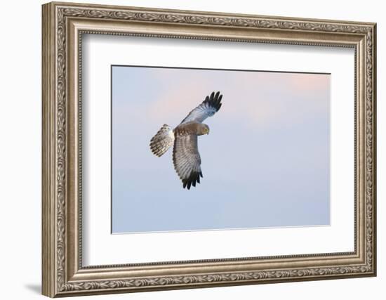 Male Northern Harrier Hawk-Ken Archer-Framed Photographic Print