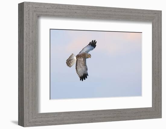 Male Northern Harrier Hawk-Ken Archer-Framed Photographic Print