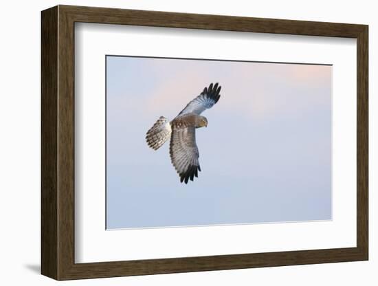 Male Northern Harrier Hawk-Ken Archer-Framed Photographic Print