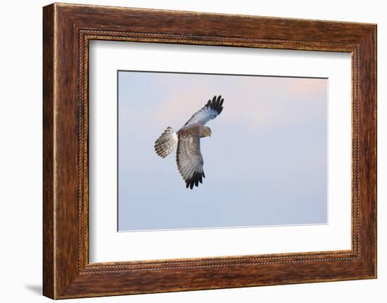 Male Northern Harrier Hawk-Ken Archer-Framed Photographic Print