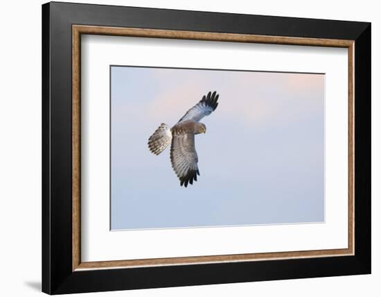 Male Northern Harrier Hawk-Ken Archer-Framed Photographic Print