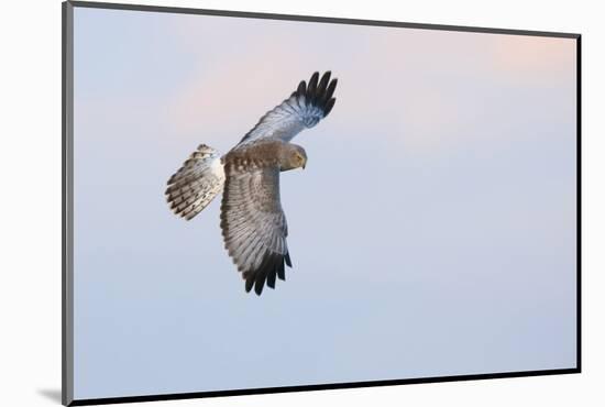 Male Northern Harrier Hawk-Ken Archer-Mounted Photographic Print