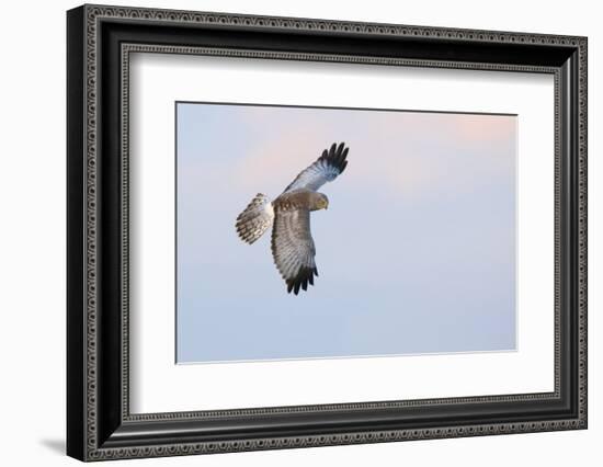 Male Northern Harrier Hawk-Ken Archer-Framed Photographic Print