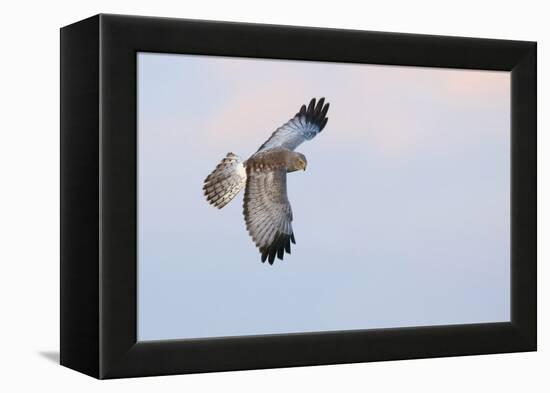 Male Northern Harrier Hawk-Ken Archer-Framed Premier Image Canvas