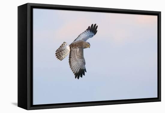 Male Northern Harrier Hawk-Ken Archer-Framed Premier Image Canvas