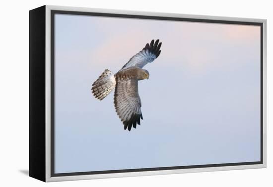 Male Northern Harrier Hawk-Ken Archer-Framed Premier Image Canvas