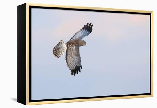 Male Northern Harrier Hawk-Ken Archer-Framed Premier Image Canvas