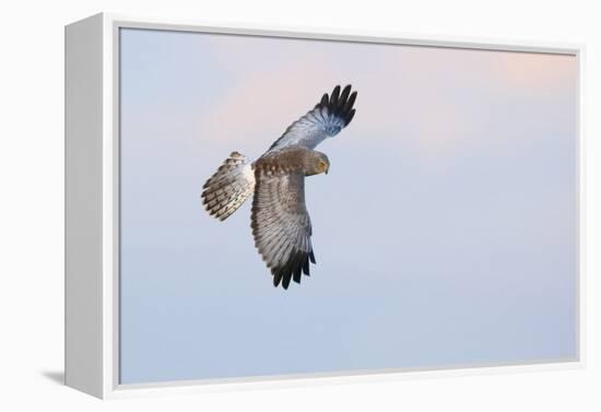 Male Northern Harrier Hawk-Ken Archer-Framed Premier Image Canvas