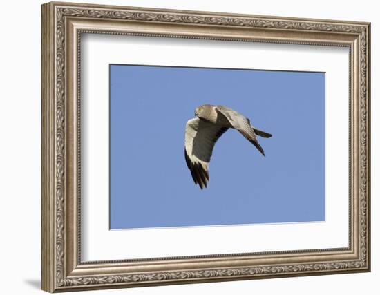 Male Northern Harrier in Flight-Hal Beral-Framed Photographic Print