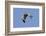 Male Northern Harrier in Flight-Hal Beral-Framed Photographic Print