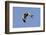 Male Northern Harrier in Flight-Hal Beral-Framed Photographic Print