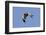 Male Northern Harrier in Flight-Hal Beral-Framed Photographic Print