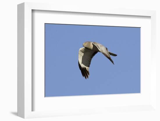 Male Northern Harrier in Flight-Hal Beral-Framed Photographic Print