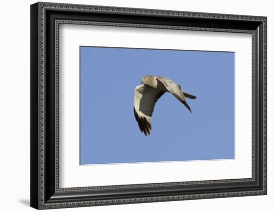 Male Northern Harrier in Flight-Hal Beral-Framed Photographic Print