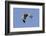 Male Northern Harrier in Flight-Hal Beral-Framed Photographic Print