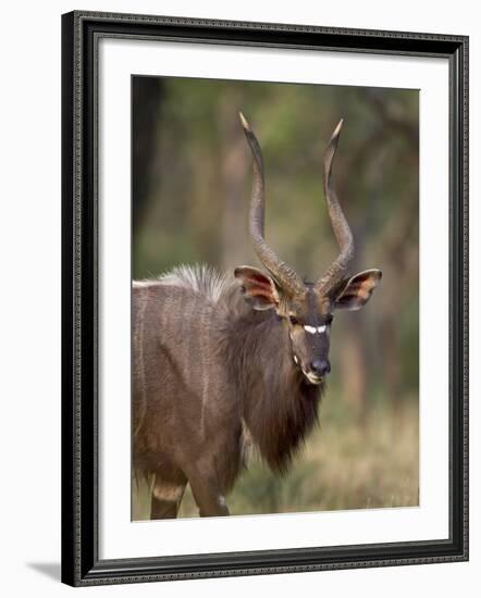 Male Nyala, Imfolozi Game Reserve, South Africa, Africa-James Hager-Framed Photographic Print